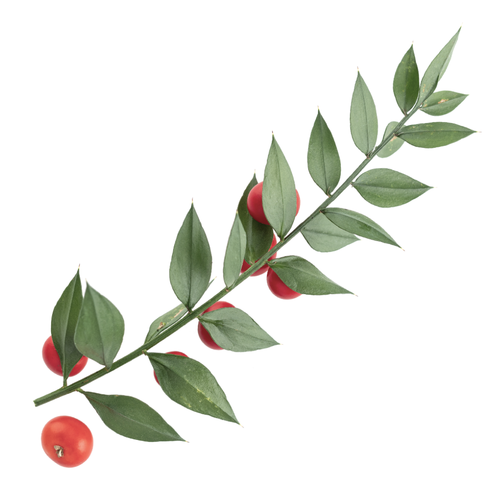 Wyciąg z myszopłocha kolczastego