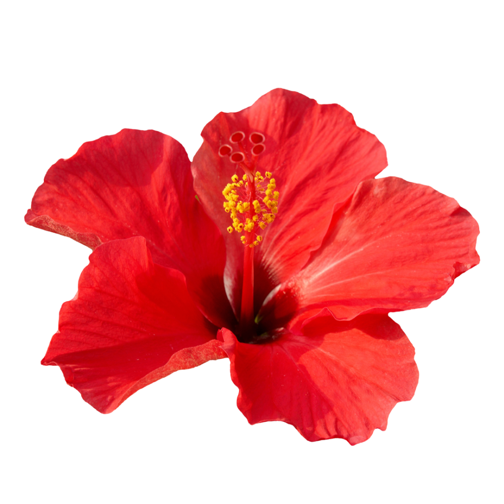 Kwiaty hibiskusa