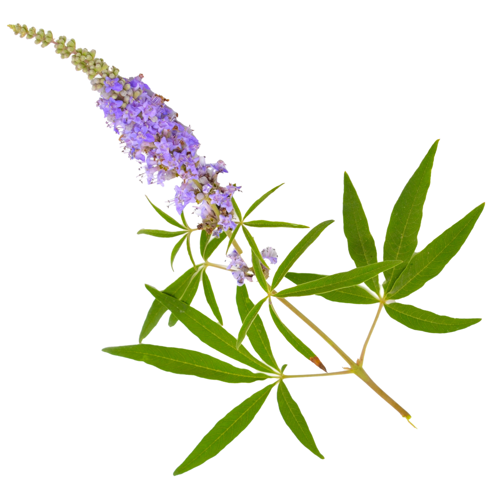 Wyciąg z niepokalanka