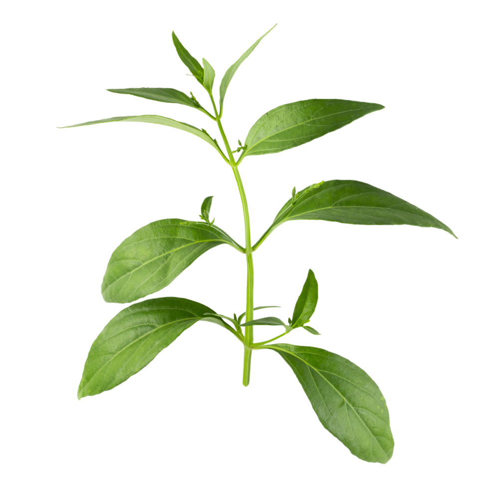 Wyciąg z liści kalmegh