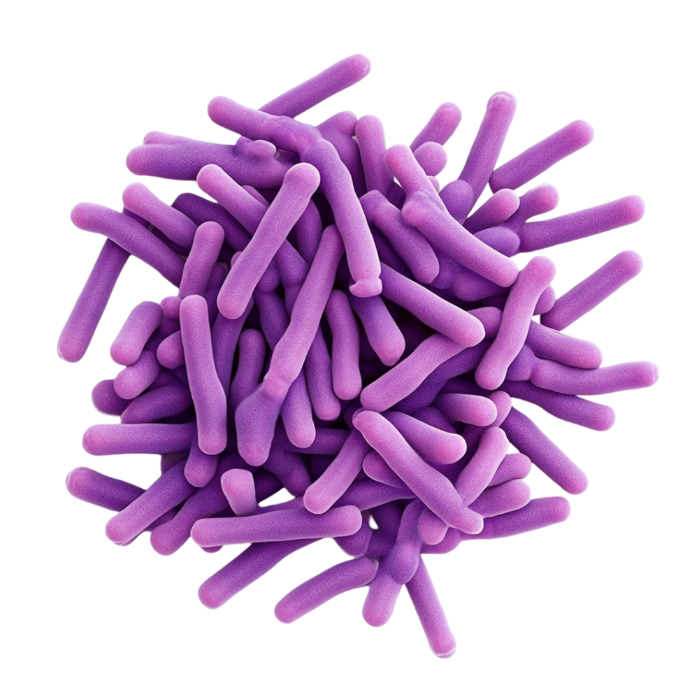 Mieszanka kultur bakteryjnych